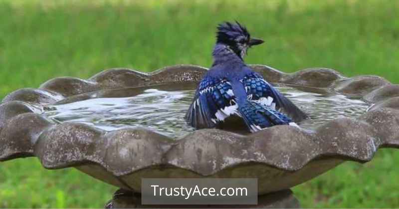 Bird Bath Ideas Stone