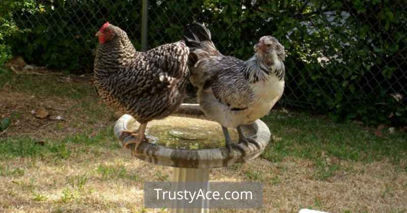 Bird Bath Ideas Stone Pedestal