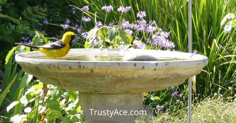 Stone Pedestal Bird Bath Ideas