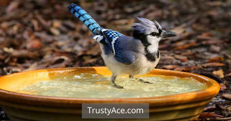 Stress-free Bird Bath Ideas