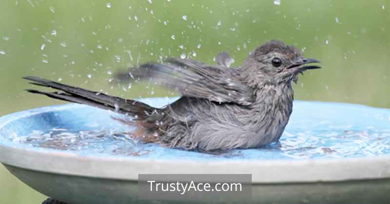 Bird Bath Ideas Stress-free