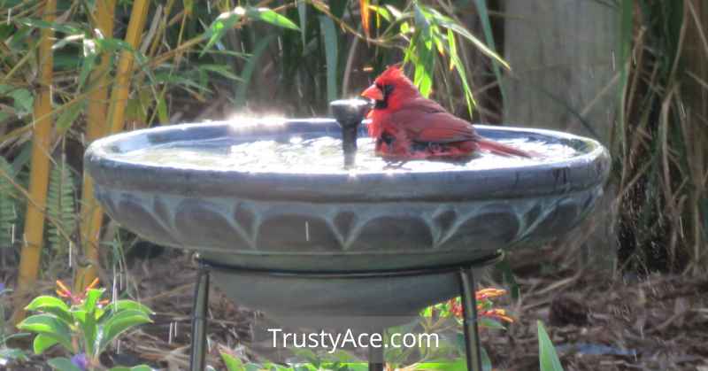 Bird Bath Ideas Fun Terracotta