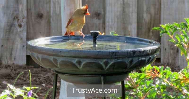 Fun Terracotta Bird Bath Ideas