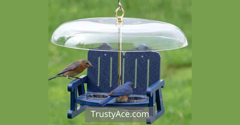 Unusual Hanging Waterer Bird Bath Ideas