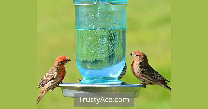 Water Bottle Bird Bath Ideas