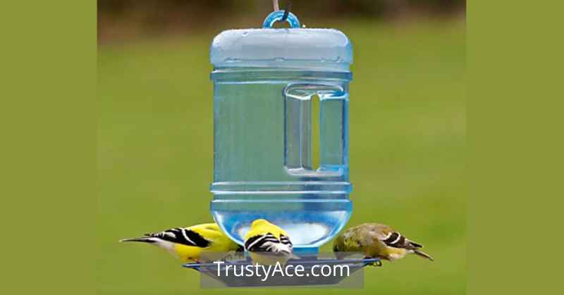 Bird Bath Ideas Using Water Bottle