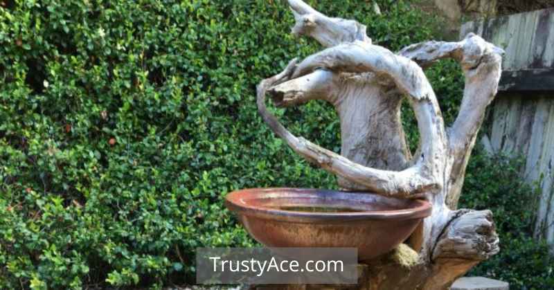 Bird Bath Ideas Wood Carving