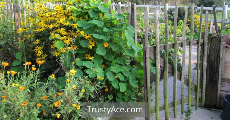 Easy DIY Fence Gate Ideas