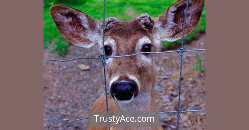 Garden Fence Ideas For Deer