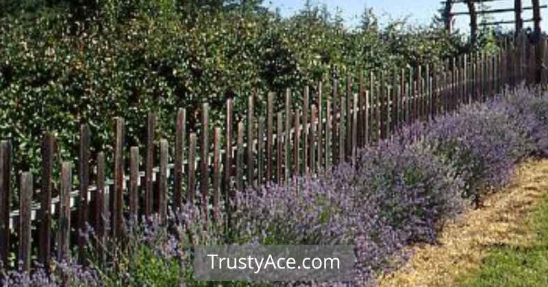 Deer Garden Fence Ideas