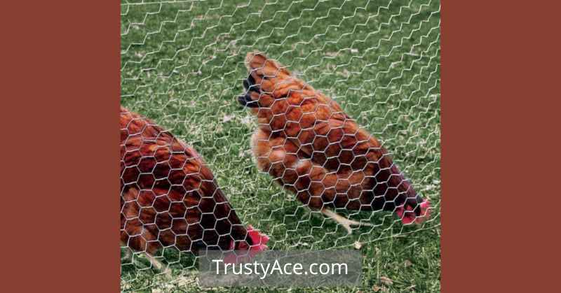 Chicken Wire Garden Fence Ideas