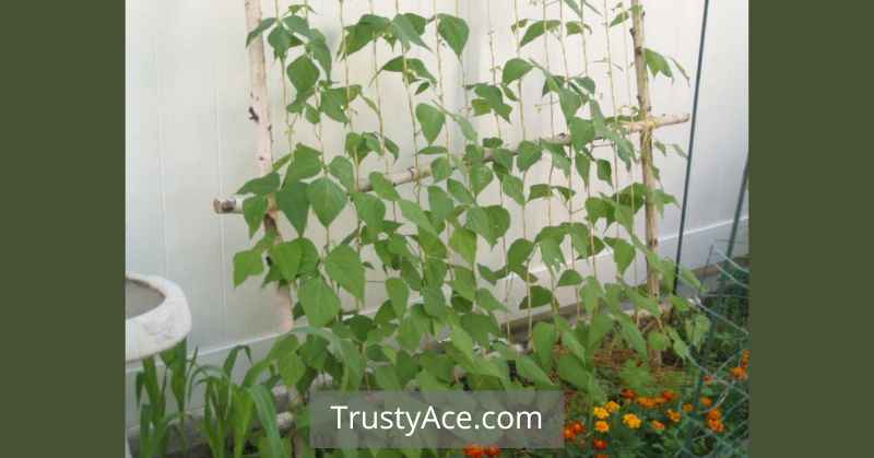 Garden Fence Trellis