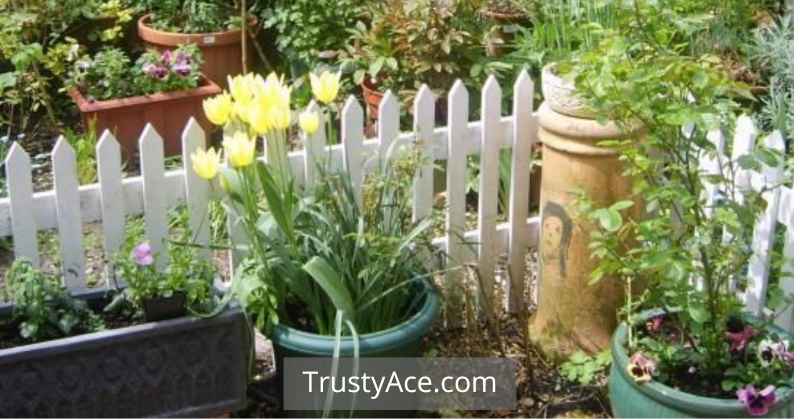 Low Garden Fence