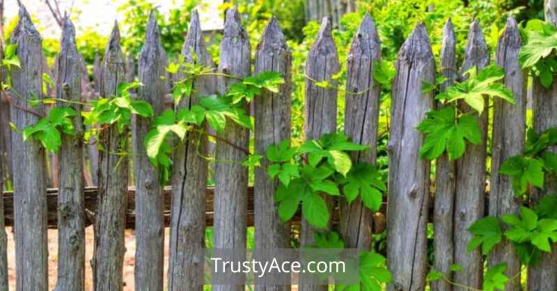 Garden Fence Ideas Modern