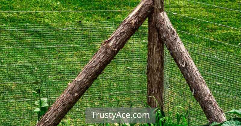 Vegetable Garden Fence Ideas