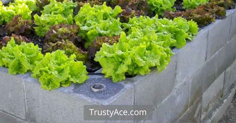 Cinder Block Edging Landscape Border Ideas