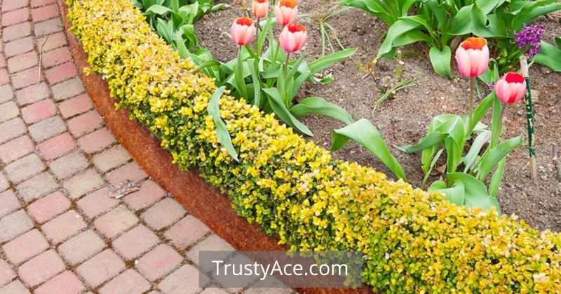 Cor-ten Steel Edging Landscape Border Ideas