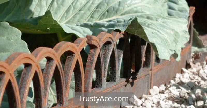 Landscape Border Ideas With Iron Border