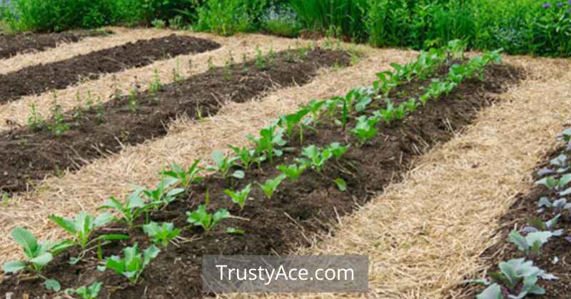 Mulch Bed Edging Landscape Border Ideas