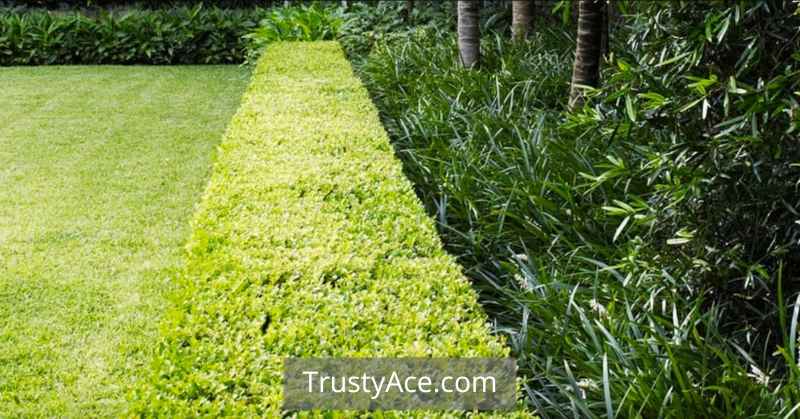 Landscape Border Ideas With Plants As Borders