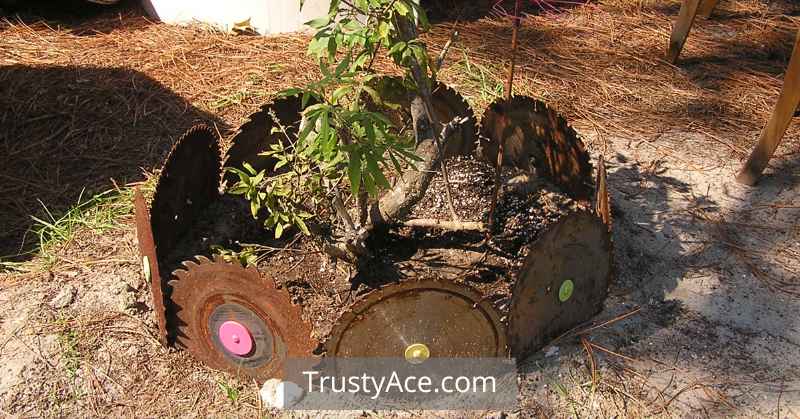 Best Landscape Border Ideas With Recycled Saw Blade Borders