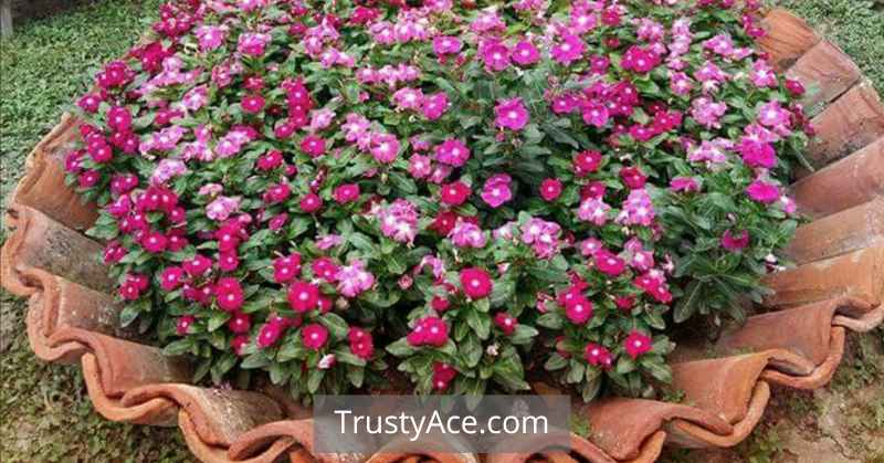 Roof Tiles As A Border Landscape Border Ideas