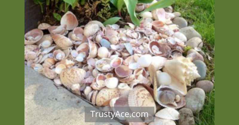 Ideas For Sea Shell Landscape Borders