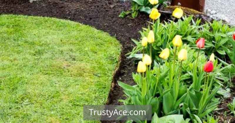 Cheap Landscape Border Ideas