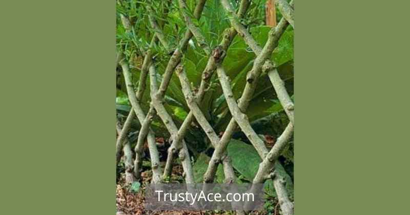 Woven Wood Fences As Landscape Border Ideas