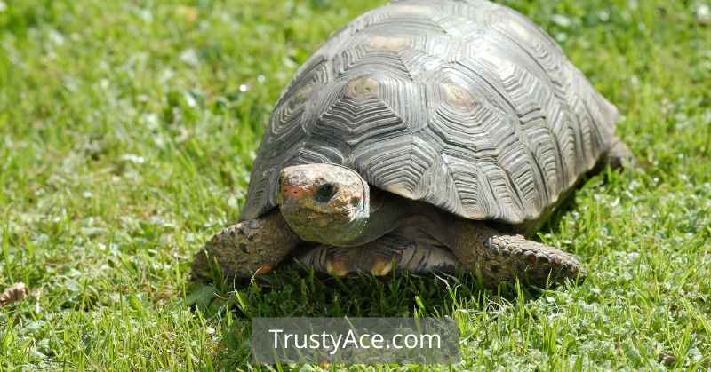 Parachute Games For Kindergarten - Big Turtle Game