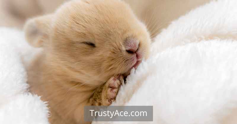 Toddler Parachute Games - Sleeping Bunnies