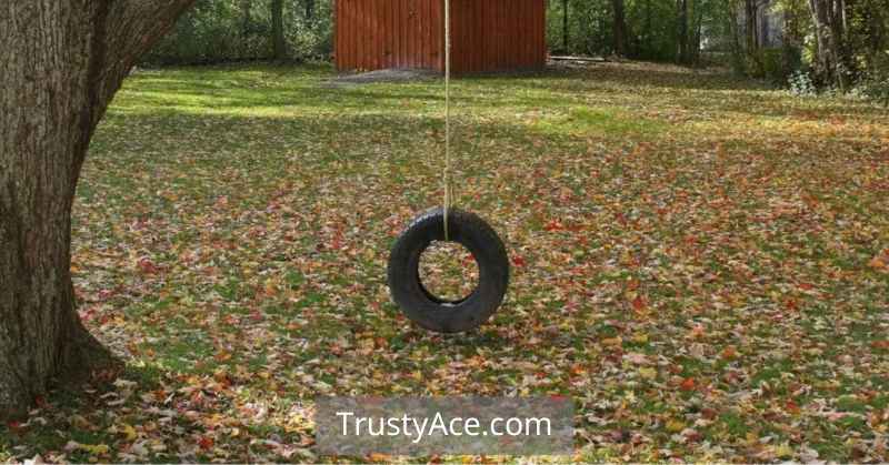 Tire Tree Swing Ideas Classic