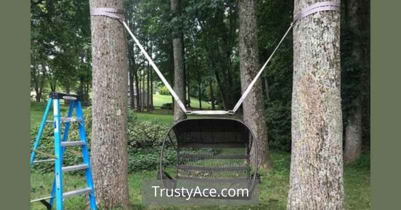 Tree Without A Branch How To Hang A Tree Swing