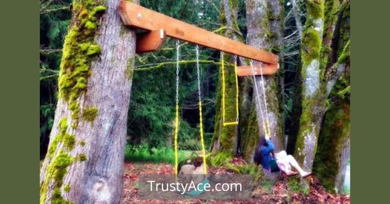 Trees With No Horizontal Branch Tree Swing Ideas