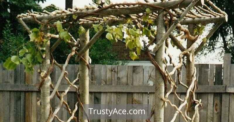 Natural Branch Trellis Ideas