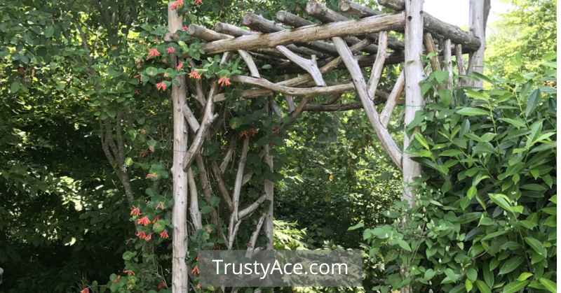 Arbor Made From Branches Trellis Ideas