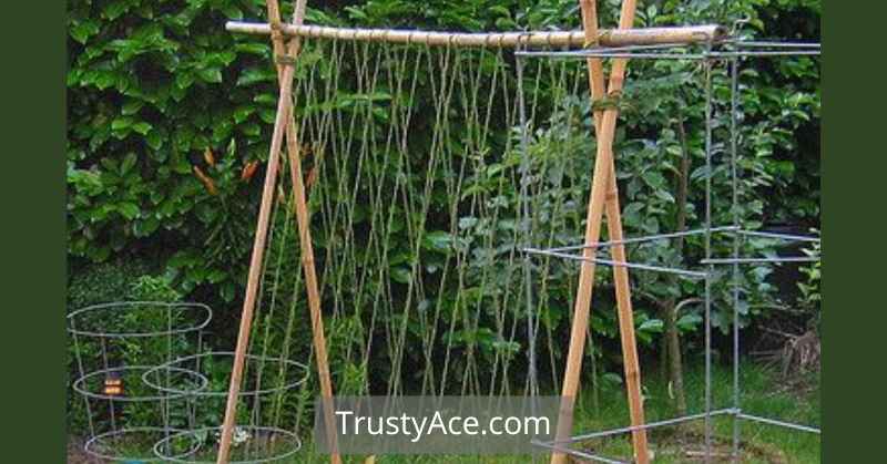 Trellis Ideas Bamboo