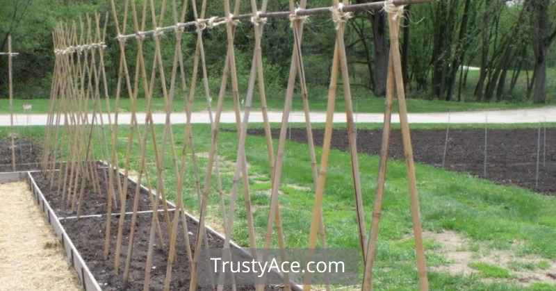 Bamboo Trellis Ideas