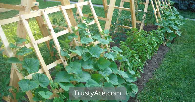 Cucumber Trellis Ideas