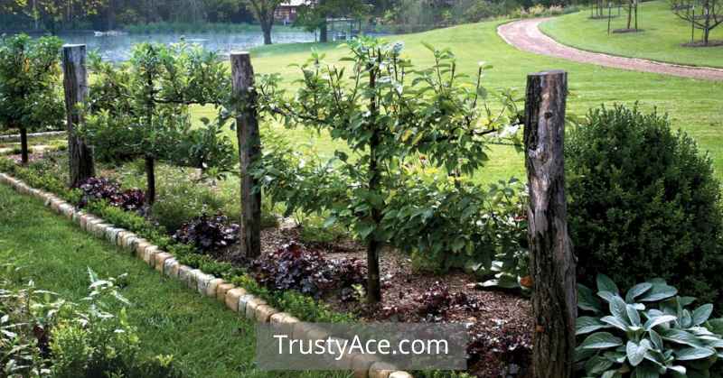 Trellis Ideas Blackberry