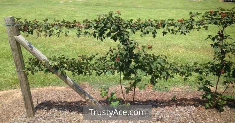 Blackberry Trellis Ideas