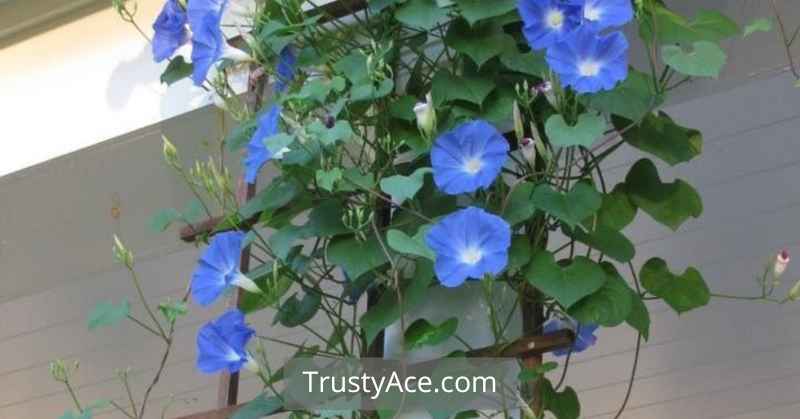 Trellis Ideas For Morning Glory