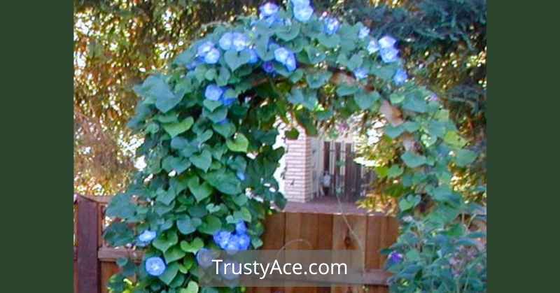 Morning Glory Trellis Ideas