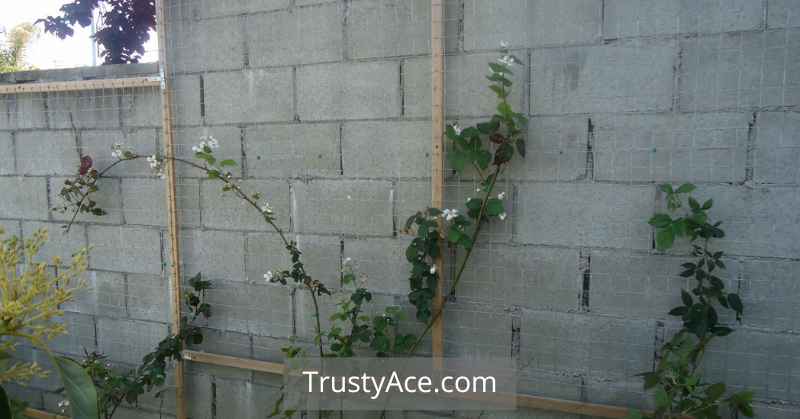 Cinder Block And Trellis Ideas