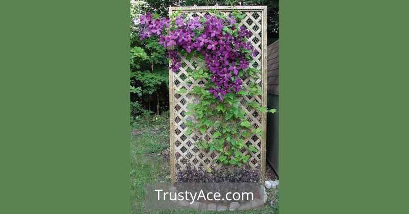 Trellis Ideas Clematis