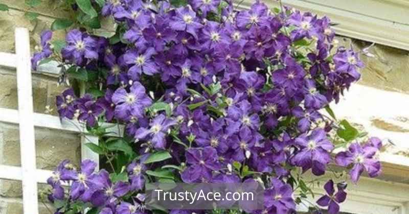 Clematis Trellis Ideas