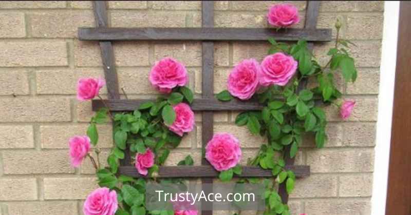 Climbing Rose Trellis Ideas