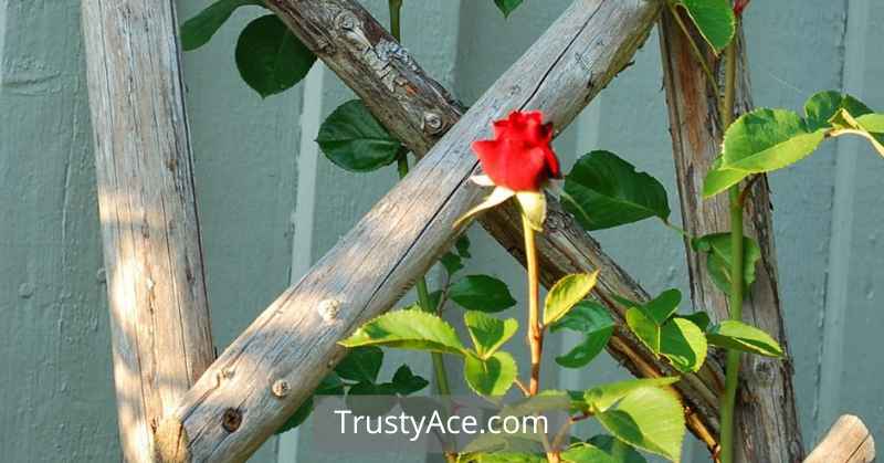 Trellis Ideas Climbing Roses