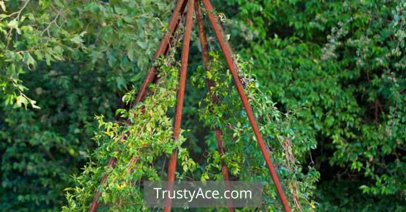 Cucumber Teepee Trellis Ideas