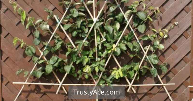 Trellis Ideas Flower Triangle